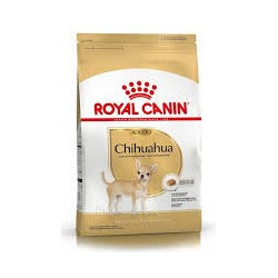RC Chihuahua Adulto