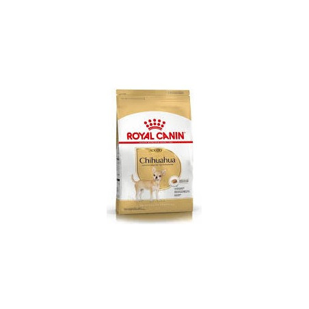 RC Chihuahua Adulto