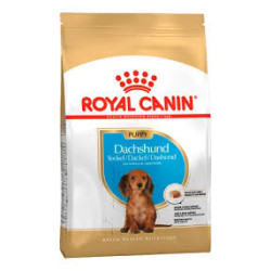 RC Dachsund Puppy